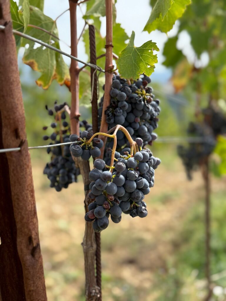 whatsapp image 2026 02 16 at 10.59.41